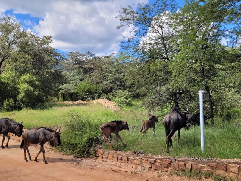 Embrace Peace & Convenience in Idyllic Leeupoort Stand - Photo 2