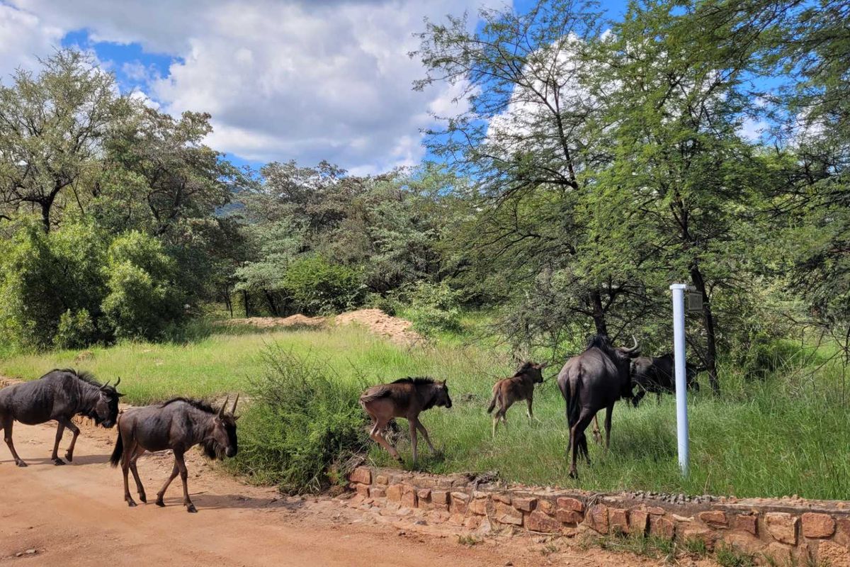 Embrace Peace & Convenience in Idyllic Leeupoort Stand - Photo 2