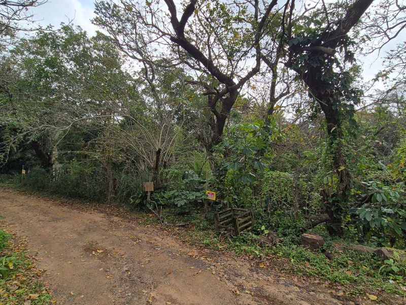 A view of a vacant residential plot featuring dense mature vegetation and access via an unpaved road.