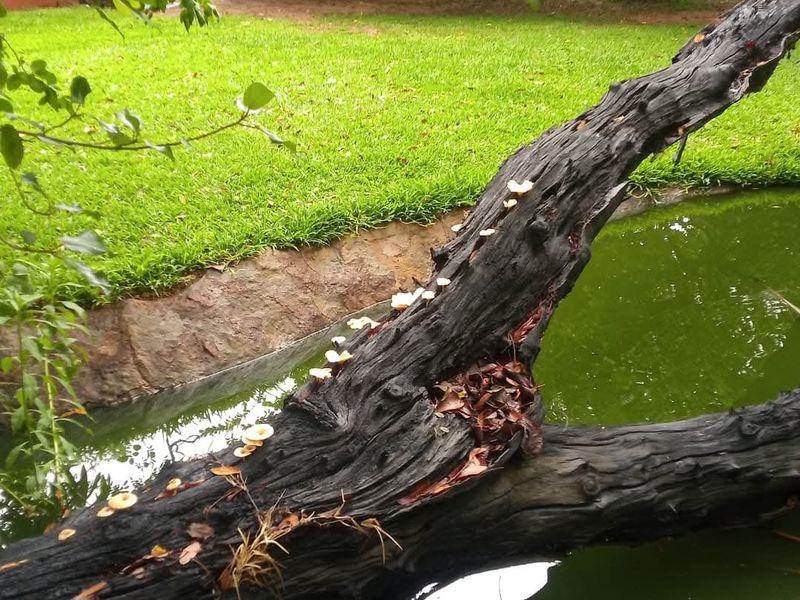 URGENT SALE – PRIME RIVERFRONT ECO-LODGE INVESTMENT - Photo 7