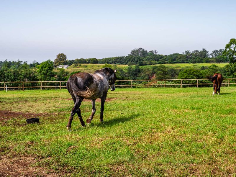 3 Bedroom Luxury Modern Home in Alverstone Equestrian Estate - Photo 8