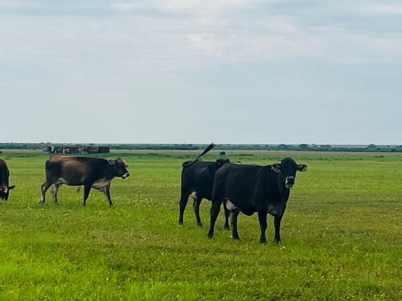 Agricultural Farm for Sale - Grootfontein Region - Photo 5