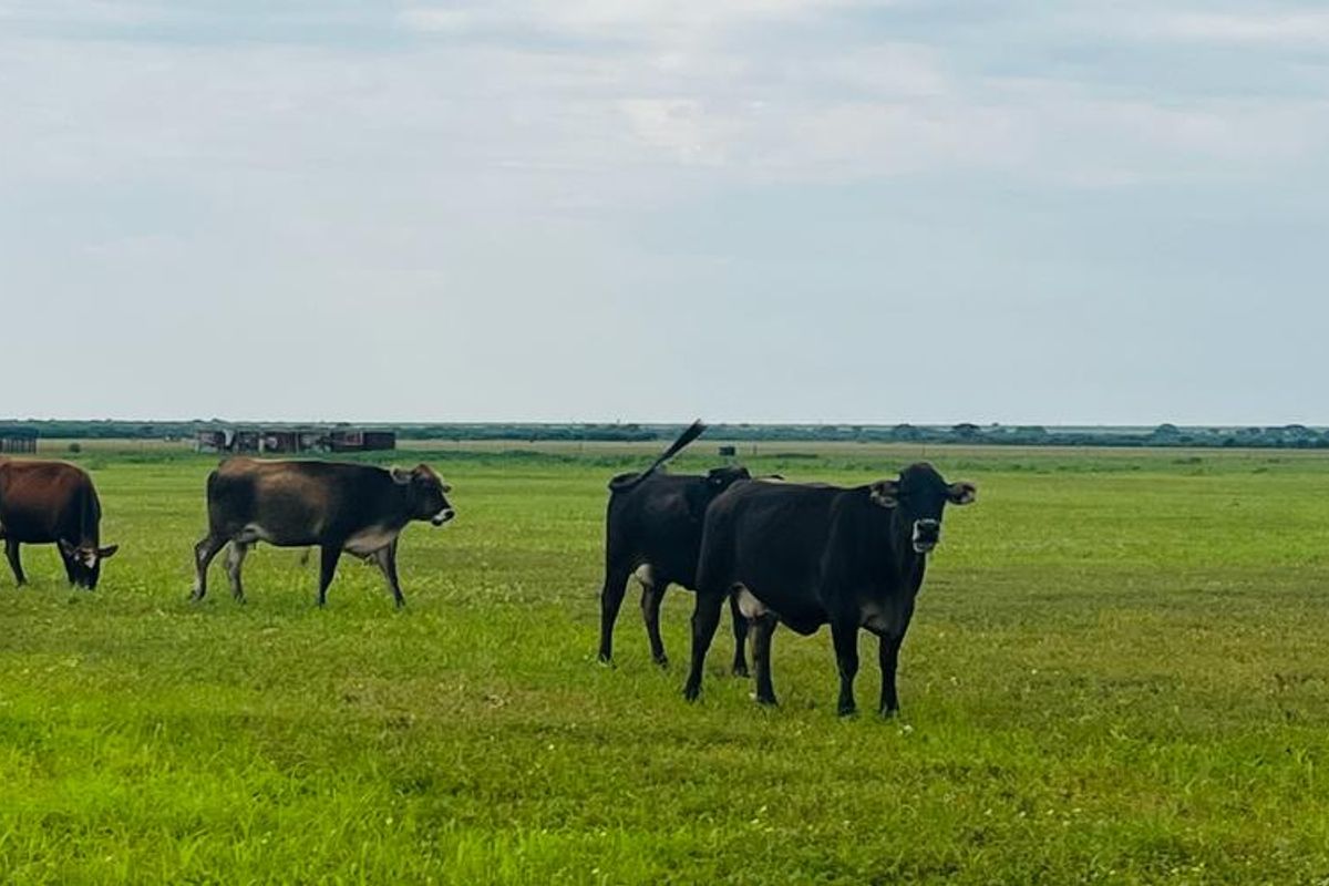 Agricultural Farm for Sale - Grootfontein Region - Photo 5