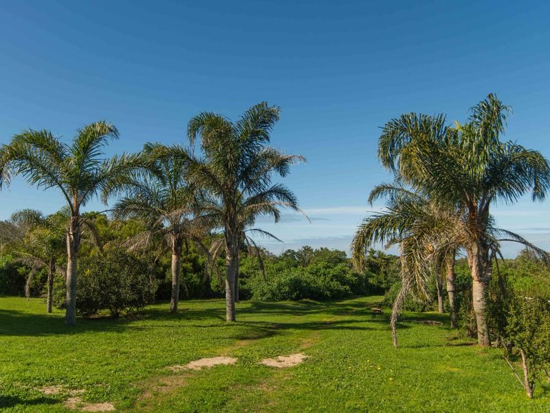 A spacious, well-maintained garden area featuring mature palm trees and expansive green lawn, offering a peaceful outdoor setting.