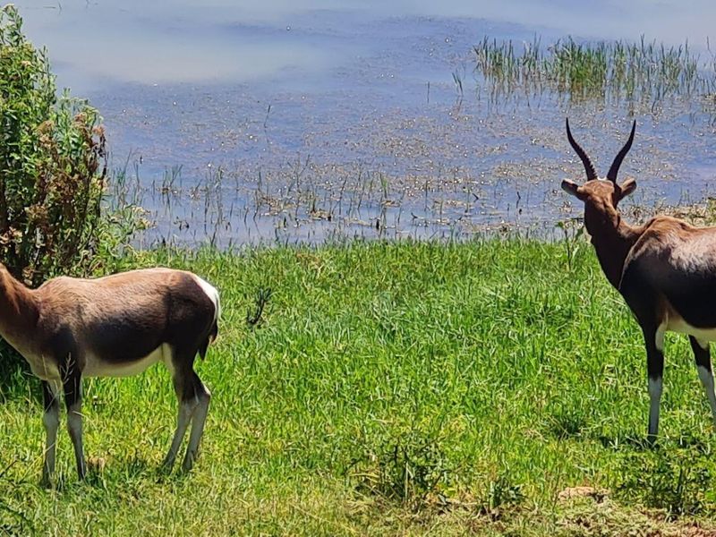 Design your own home on Outeniquasbasch Wildlife estate - Photo 7