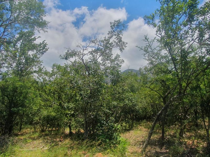 Nature Lovers Piece of Paradise!! - Photo 4