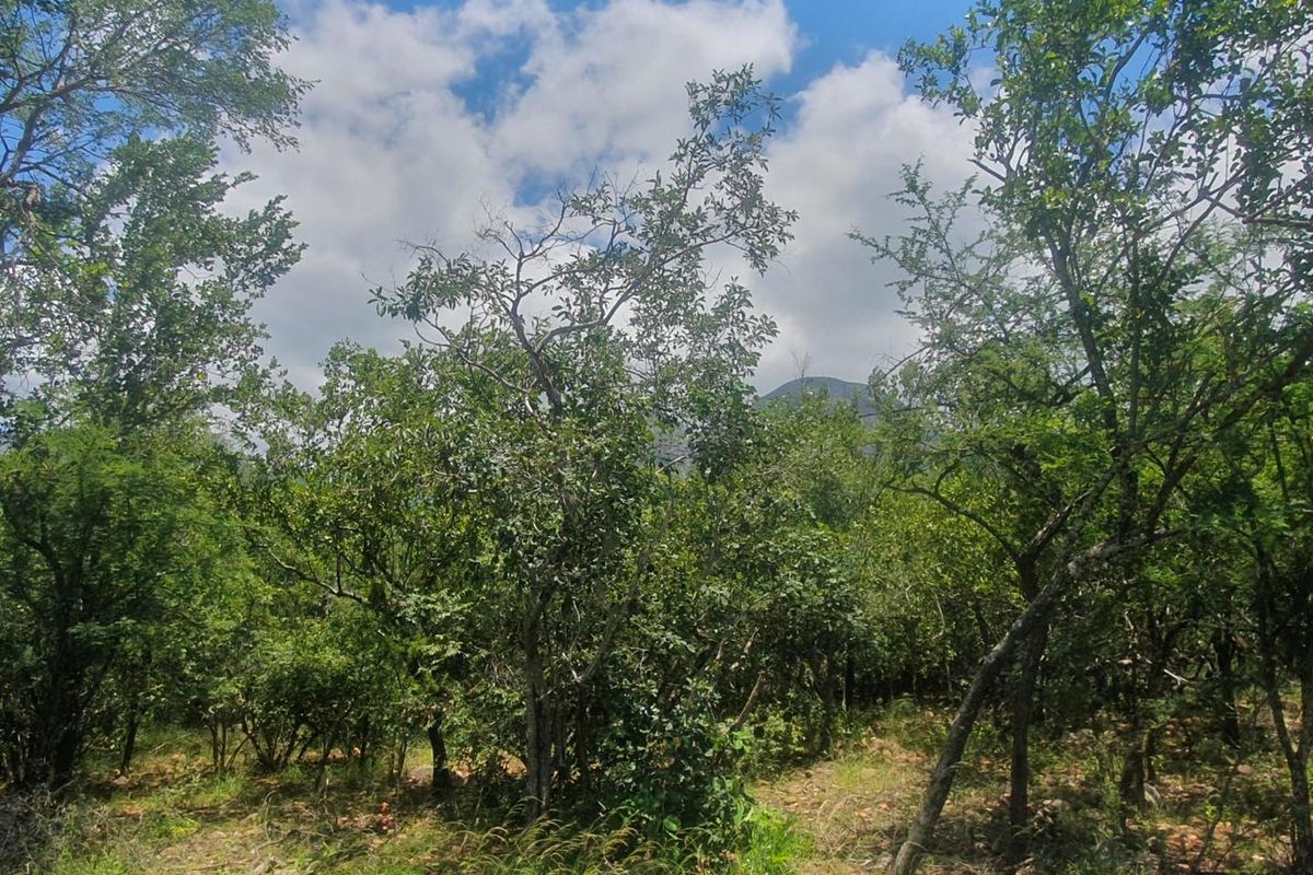 Nature Lovers Piece of Paradise!! - Photo 4