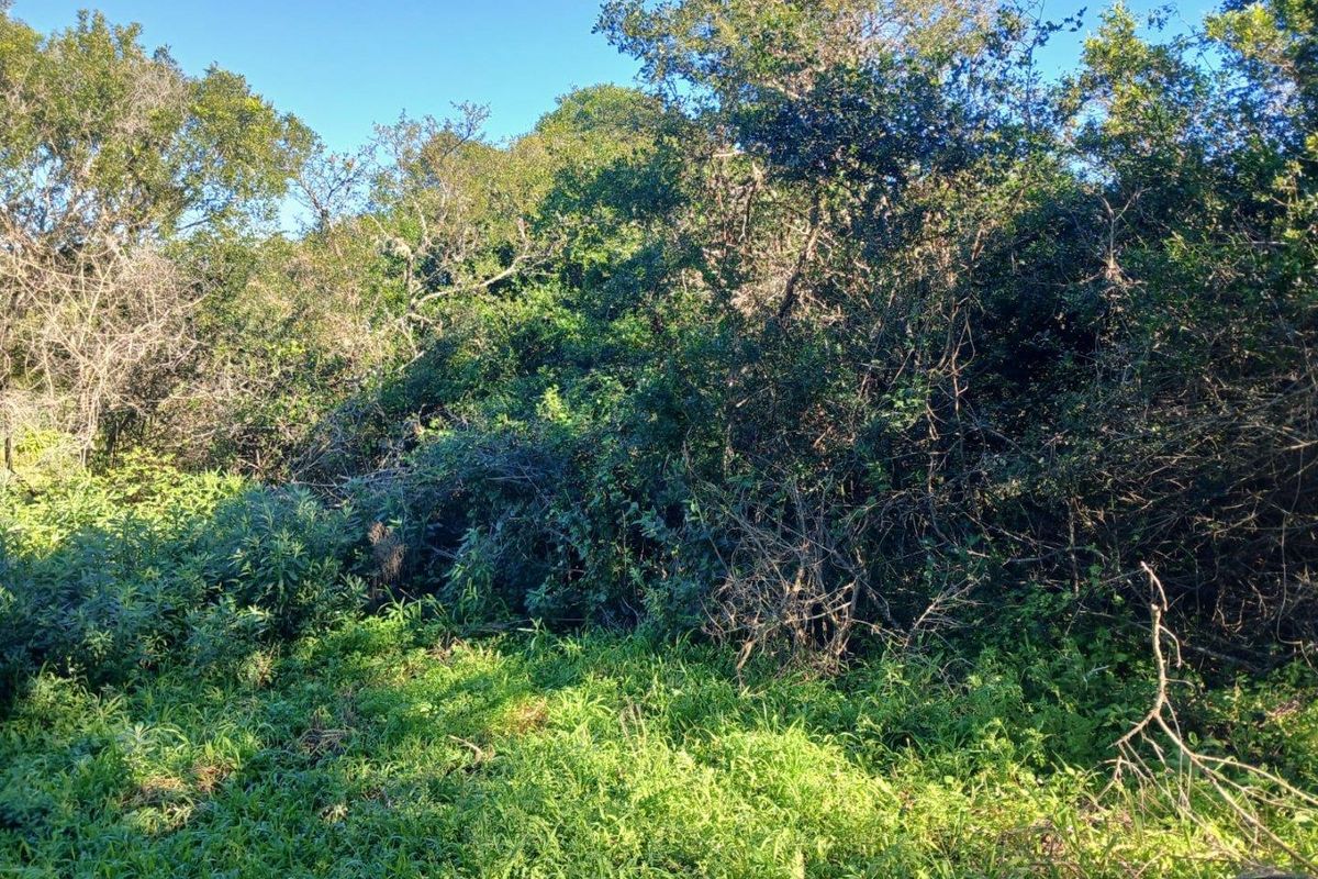 A view of the densely vegetated, undeveloped residential land featuring mature trees and natural ground cover.