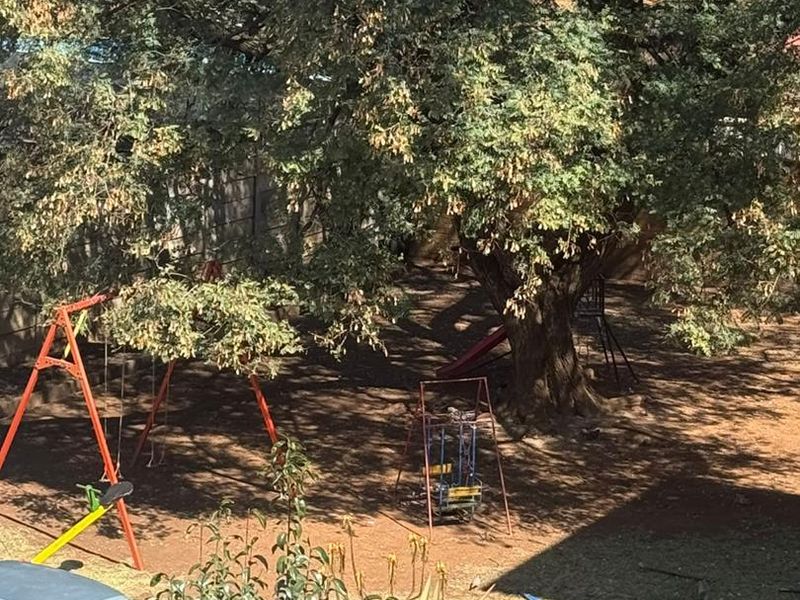 A view of a private garden area featuring a large mature tree and boundary walling.