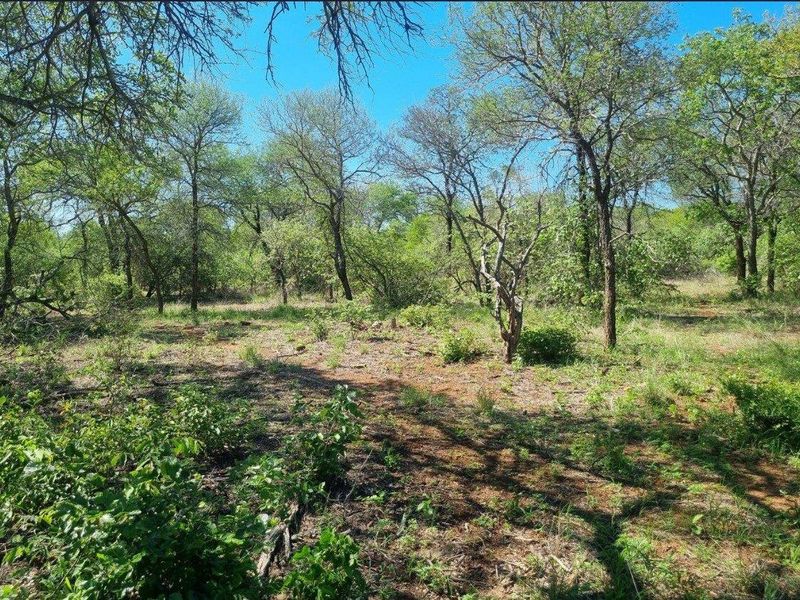 Prime Location in Big 4 Game Reserve!! - Photo 6