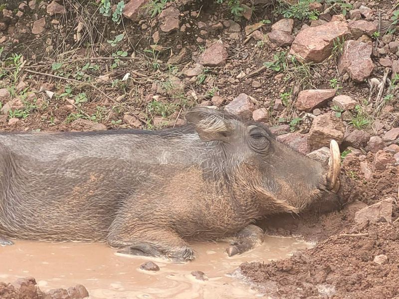 Embrace Tranquility - Prime Stand - Photo 9