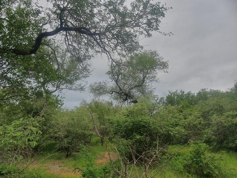 Vacant plot for sale in the most sought-after Hoedspruit Wildlife Estate - Photo 2