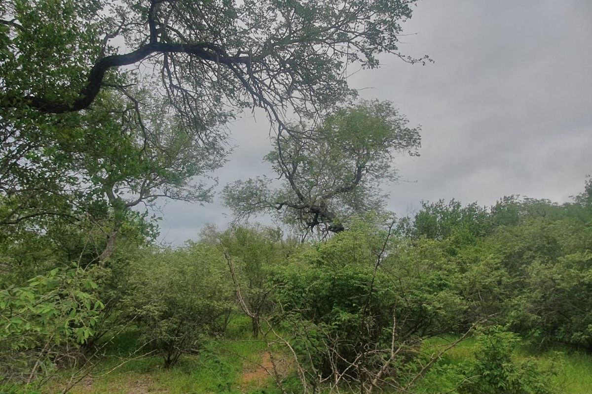 Vacant plot for sale in the most sought-after Hoedspruit Wildlife Estate - Photo 2
