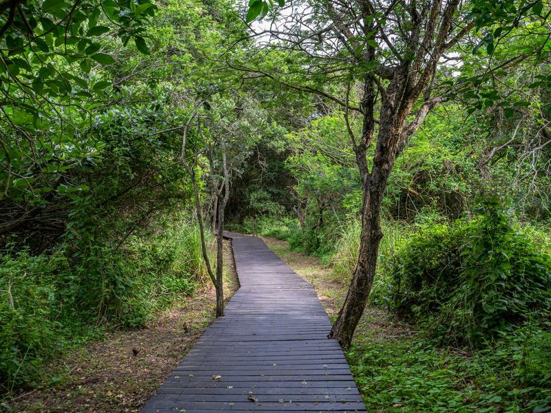 A well-maintained timber boardwalk path winding through a lush, natural garden setting.