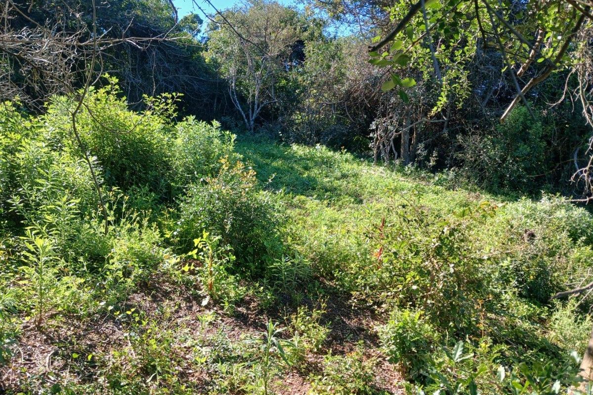 A view of the natural, undeveloped residential land featuring dense native vegetation and mature trees.