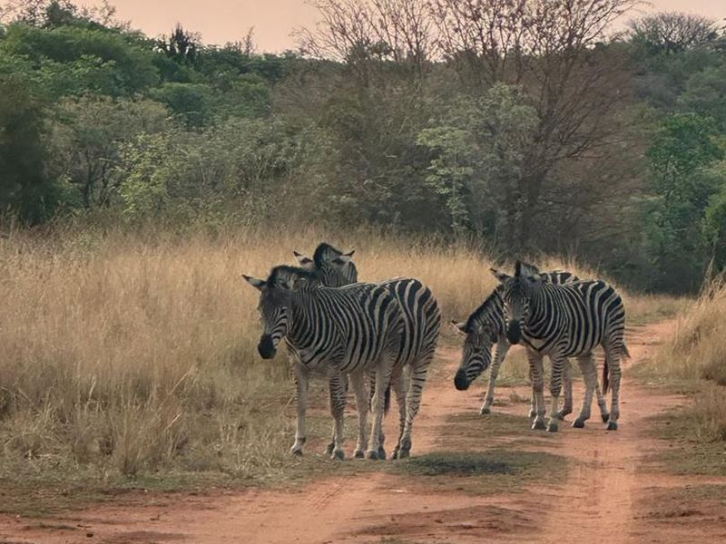 Serenity, comfort and a touch of wild - Photo 9