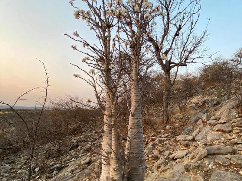 A 700 hectare farm just outside Outjo, where the bushveld opens into wide plains and clear skies, lies a well-developed farm — Ideal for irrigation & small stoc - Photo 4