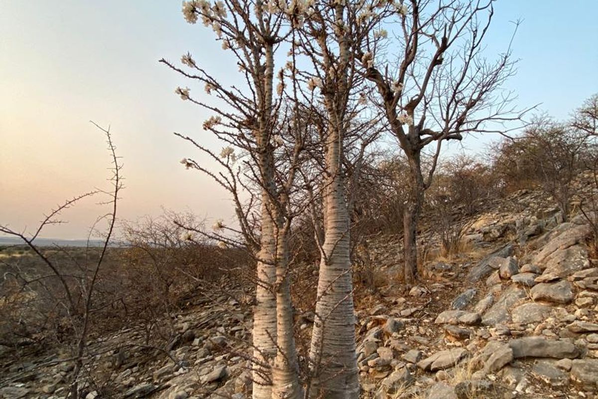 A 700 hectare farm just outside Outjo, where the bushveld opens into wide plains and clear skies, lies a well-developed farm — Ideal for irrigation & small stoc - Photo 4