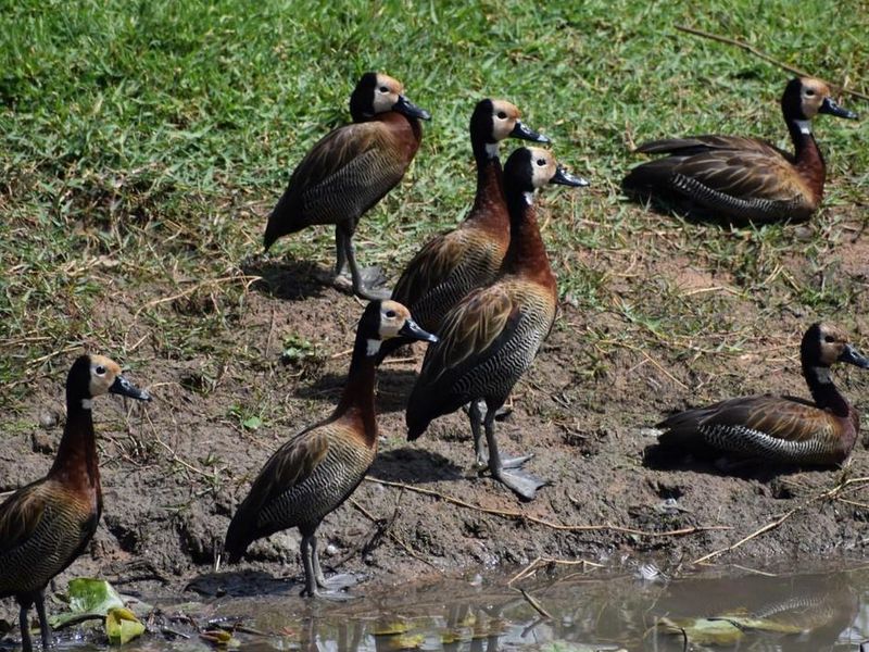 STANDS AVAILABLE AT KORO CREEK BUSHVELD ESTATE - Photo 9