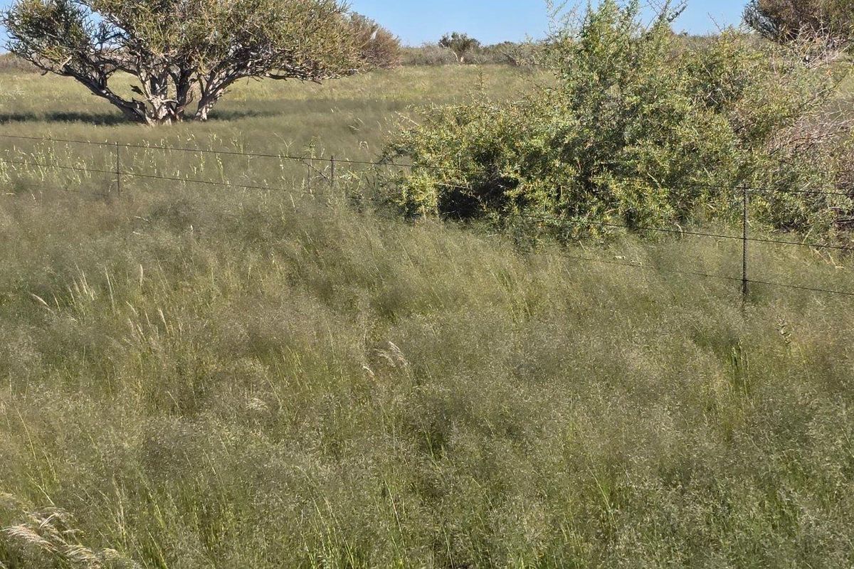 Beautiful Farm in The South Of Namibia For Sale - Photo 3