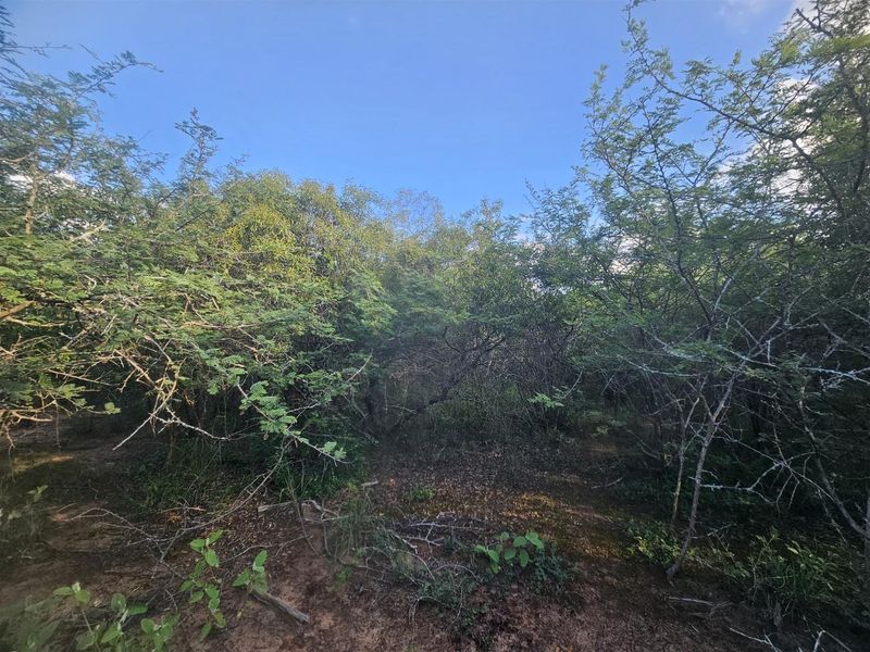 Stand for sale in Moditlo Wildlife Estate - Photo 10