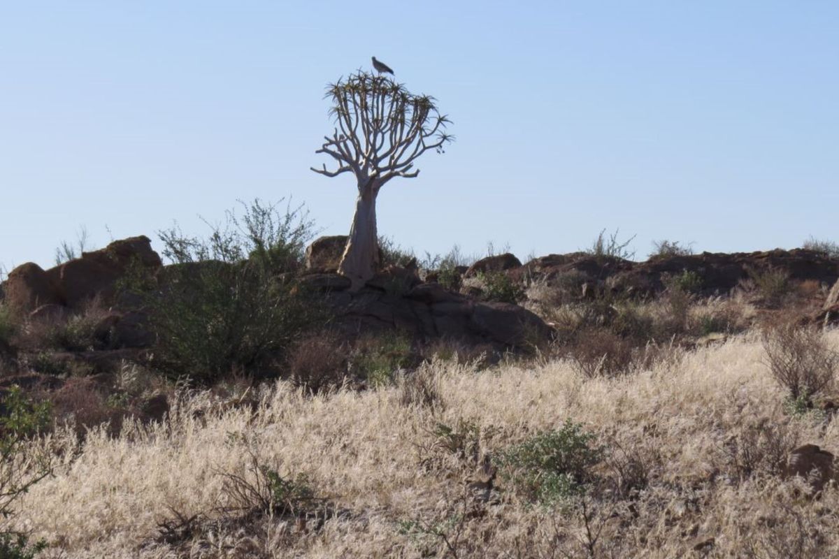 FOR SALE : FULLY EQUIPPED 27,000 HA FARM WITH BOREHOLES, DAMS & WILDLIFE - Photo 2