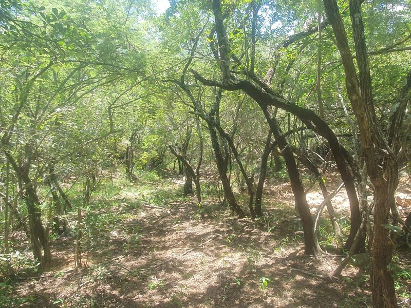 Nature Lovers Piece of Paradise!! - Photo 9