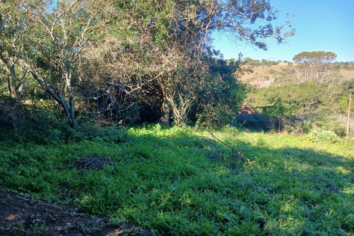 A view of the vacant residential land featuring established trees and natural ground cover.