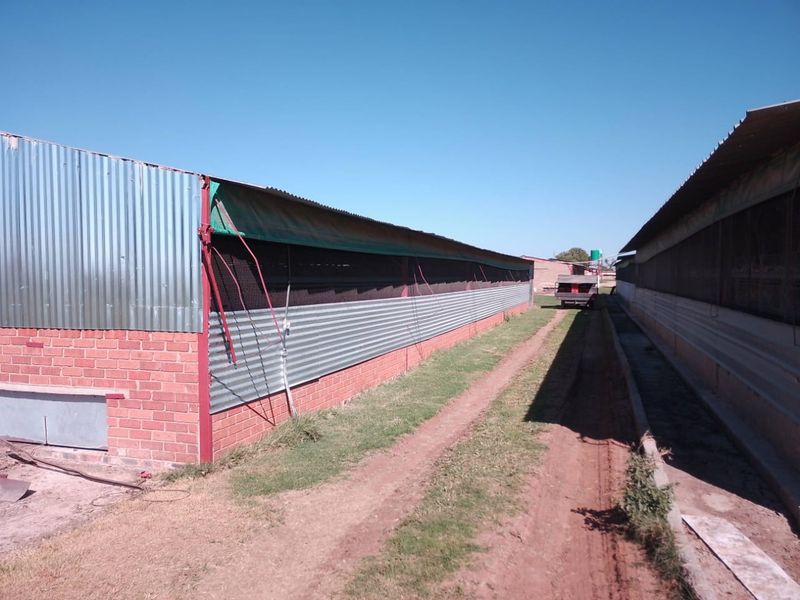 VAT REGISTERED EGG / LIVESTOSCK  FARM  STABIL HUGE INCOME PER MONTH - Photo 9