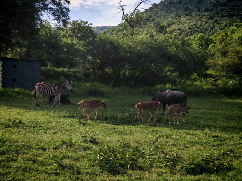 Vacant Stand in Sharalumbi Wildlife Estate - Photo 8