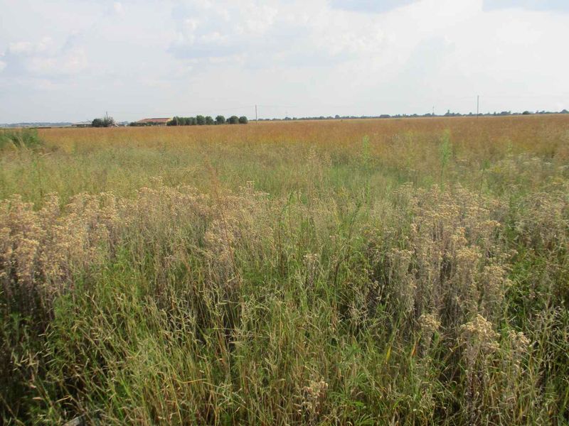 A wide, open expanse of undeveloped residential land featuring natural grassland and vegetation.