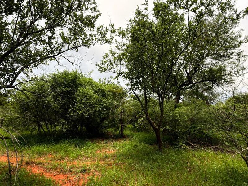 Vacant plot for sale in the most sought-after Hoedspruit Wildlife Estate - Photo 9