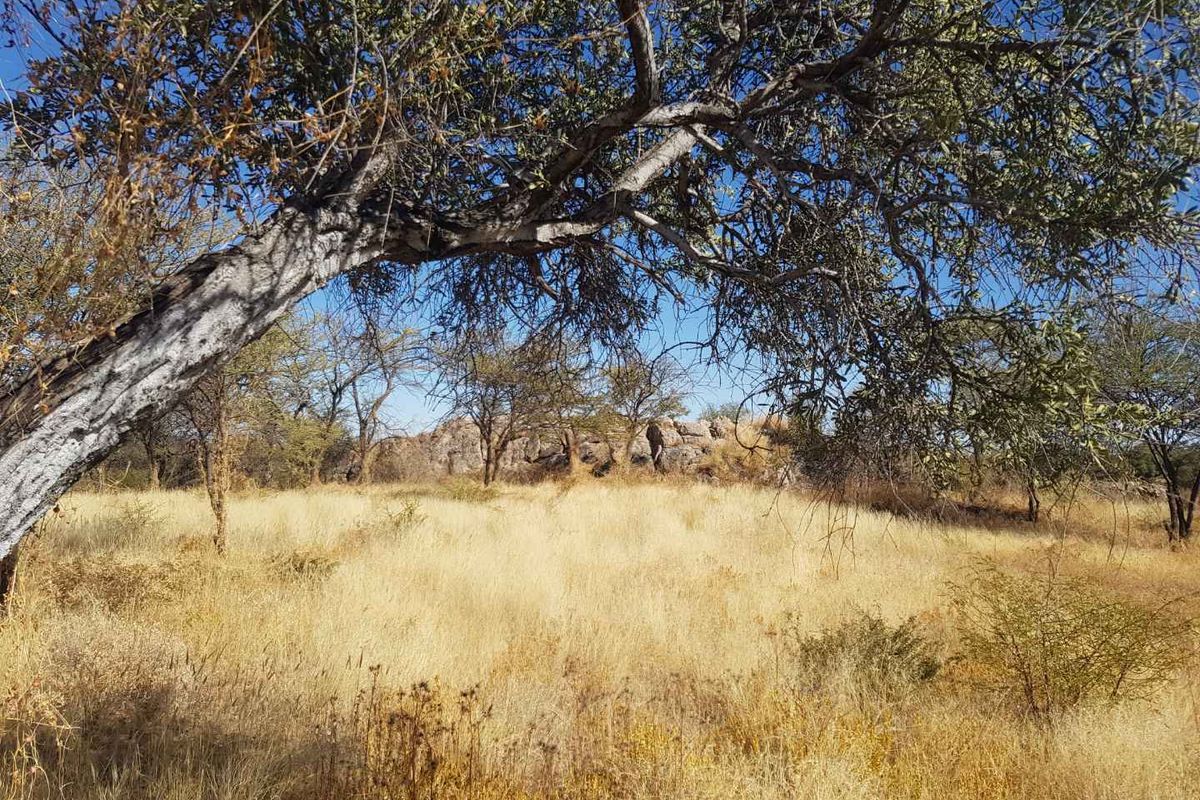 Most beautiful setting in Camelthorn Estate Okahandja - Photo 2