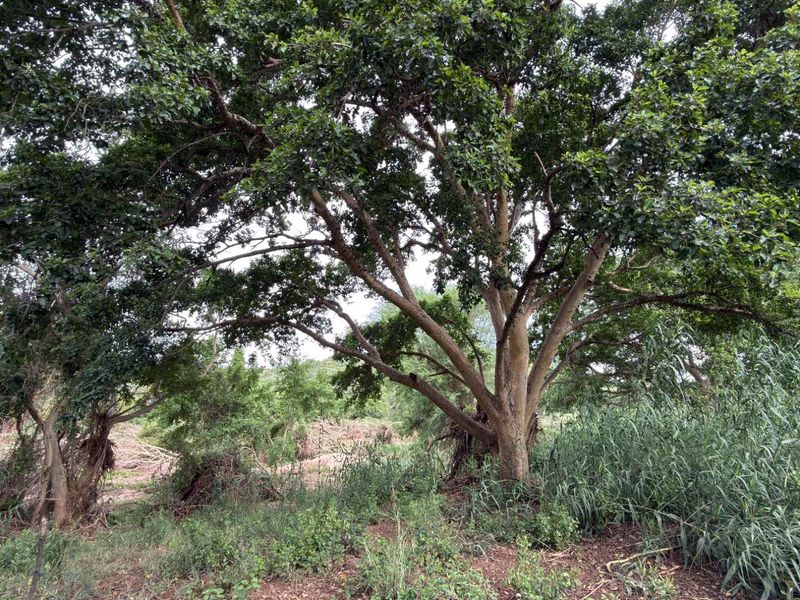 Rare vacant riverside stand in Elephant Rock Eco Estate - Photo 9