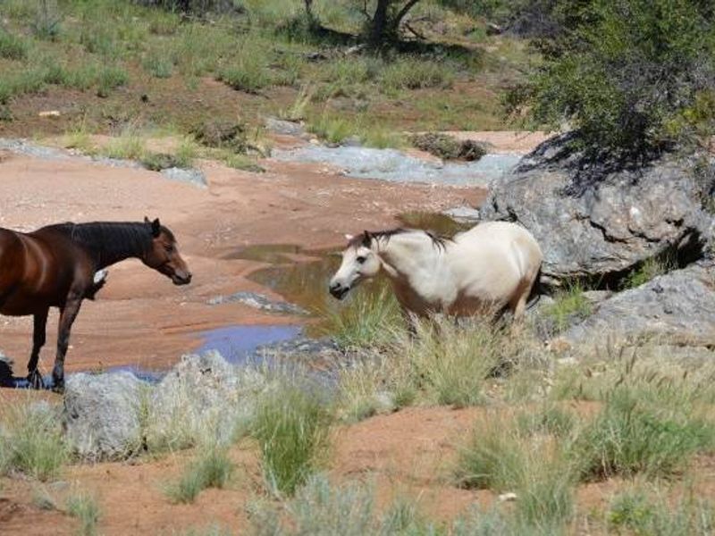 Guest Farm for Sale below Valuation - Photo 4