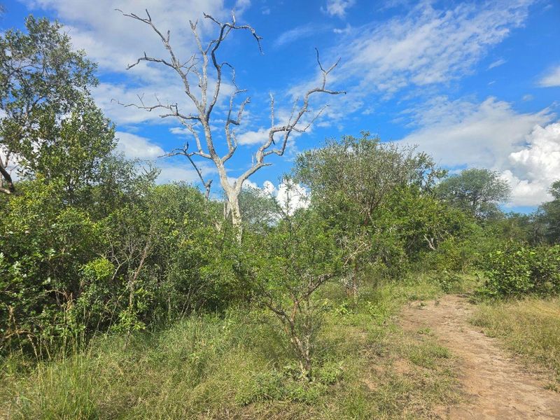Rare & Private Riversdale Stand in Moditlo Wildlife Estate - Photo 4