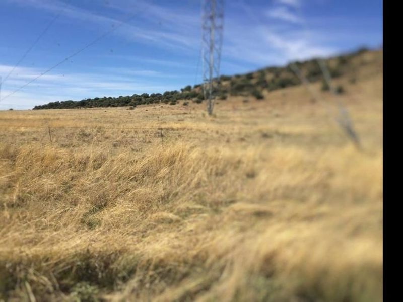 EXCELLENT CATTLE FARM 65 KM FROM BLOEMFONTEIN.NO BUILDINGS - Photo 2