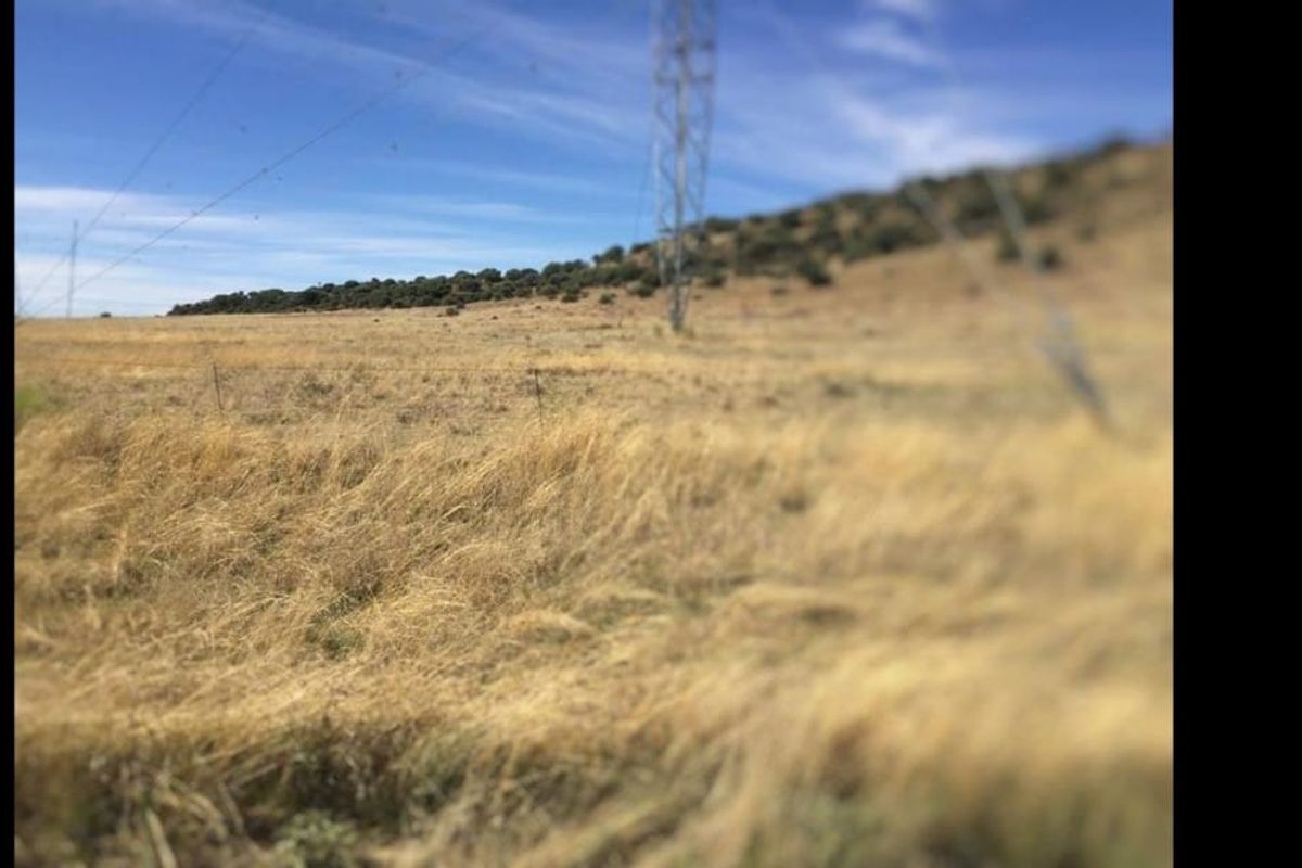 EXCELLENT CATTLE FARM 65 KM FROM BLOEMFONTEIN.NO BUILDINGS - Photo 2