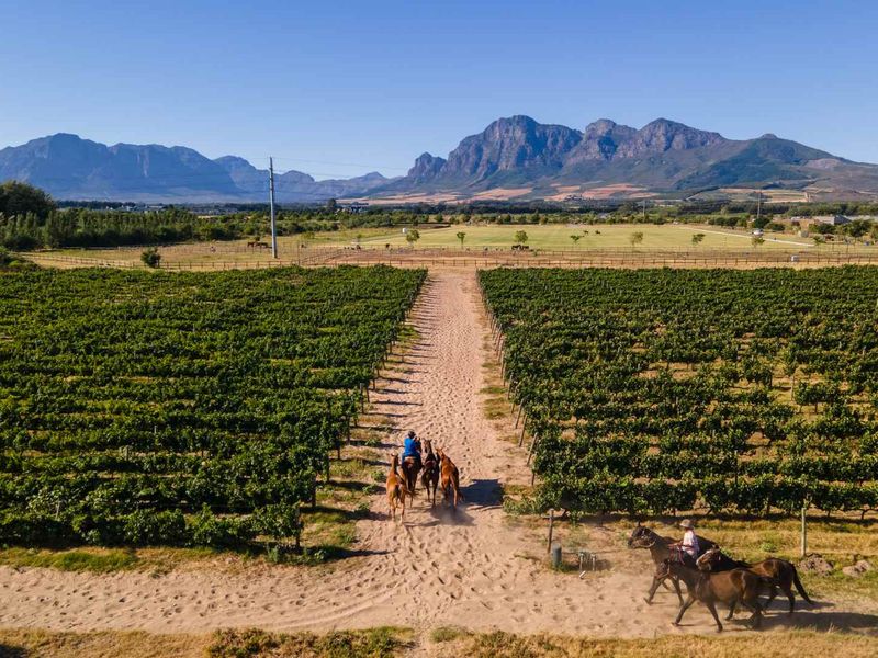 Build a 27 Hectare Legacy Estate on a Scenic Winelands Landscape at Val de Vie Estate - Photo 9