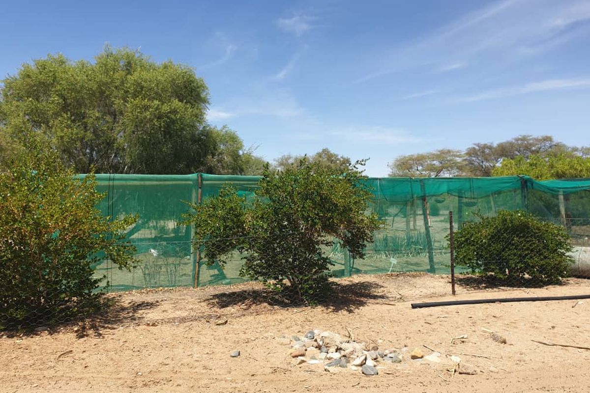 Plot with fruit trees for sale - Usakos - Photo 5