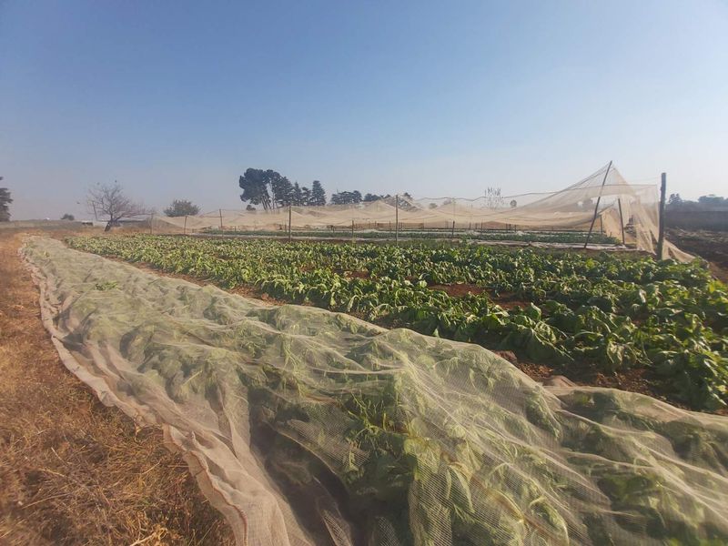 Massive Agricultural property with vegetable gardens and chicken coops - Photo 6