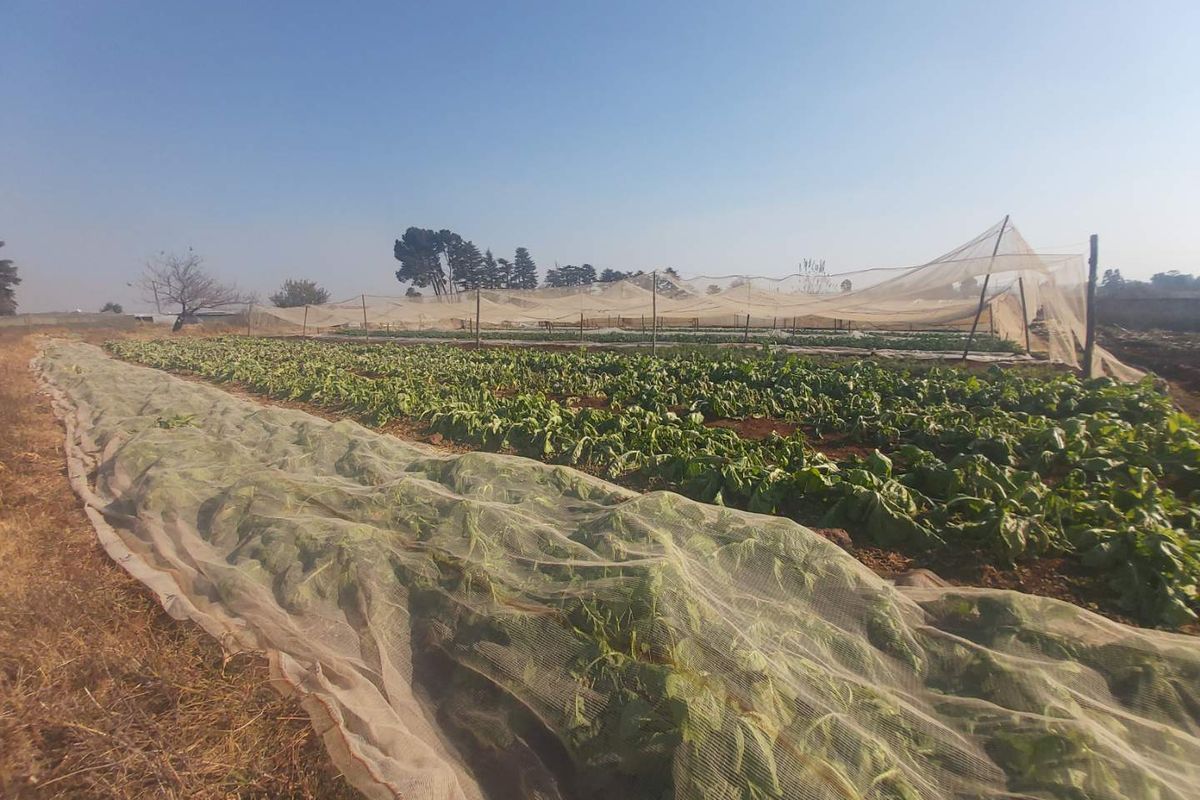 Agricultural small holding featuring cultivated vegetable rows protected by extensive shade netting structures for crop management.