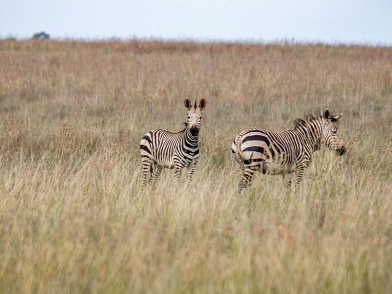 122 Hectares of Your Own Private Game Reserve - A Legacy To Last Generations - Photo 4