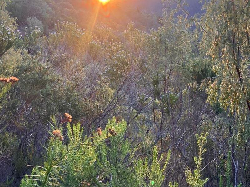 ***Local or International : Build your eco-friendly home in Hoekwil with Scenic views of the River and Mountains*** 3.6 Hectares - Photo 9