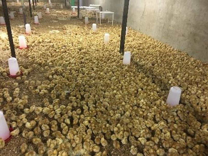 PLOT AND POULTRY BUSINESS FOR SALE – OKAHANDJA - Photo 2