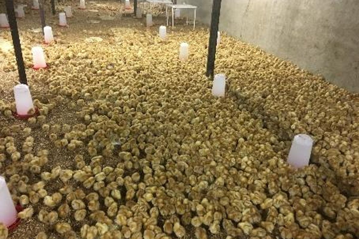 PLOT AND POULTRY BUSINESS FOR SALE – OKAHANDJA - Photo 2