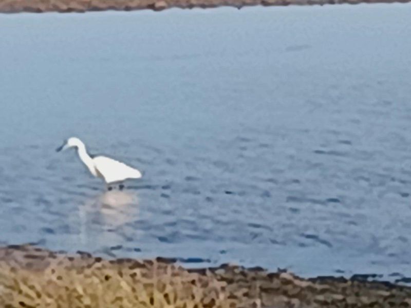 A view of a natural water body with a bird wading in the shallows.