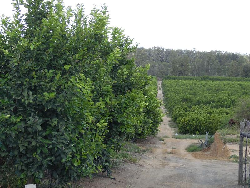 Sunland - 6.99 ha Citrus - Farm for sale - 2 Houses - Photo 5