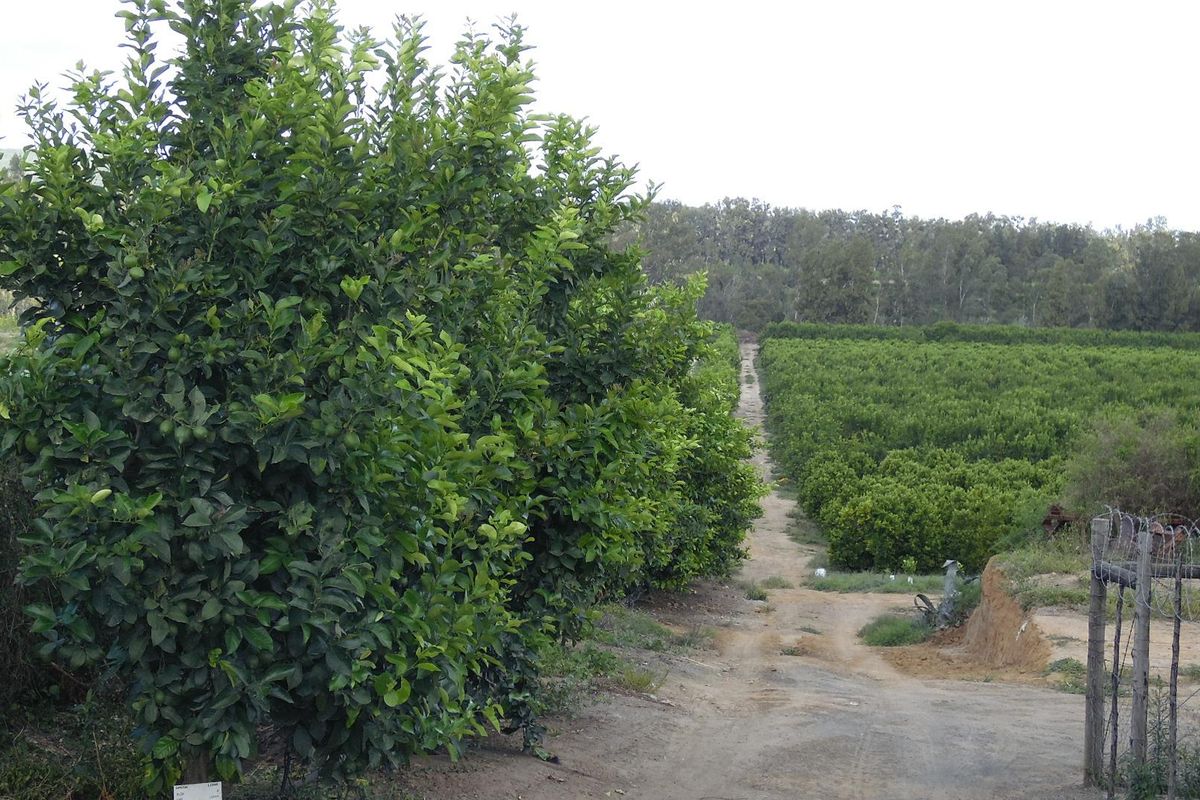 Sunland - 6.99 ha Citrus - Farm for sale - 2 Houses - Photo 5