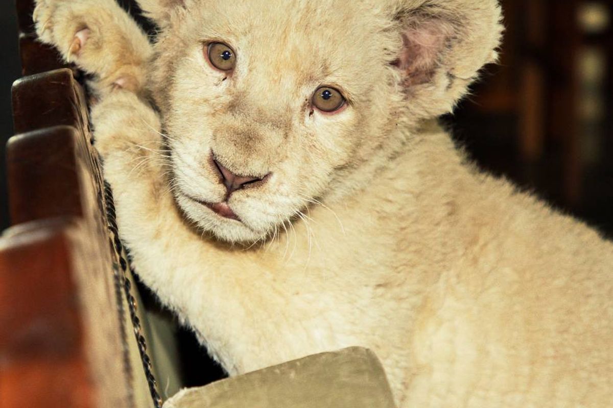 A close-up photograph featuring a lion cub, which does not provide any relevant information regarding the property's real estate features or infrastructure.